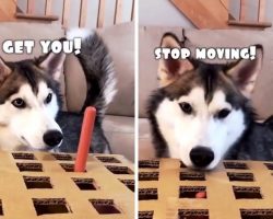 Huskies Are Hilariously Baffled By The Hot Dog Challenge