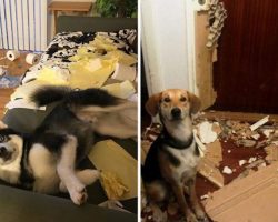 10+ Hilarious Pics Of “Innocent” Dogs Who Got Caught Red-Handed