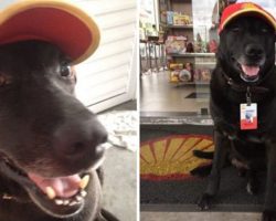 Senior Dog Abandoned At Gas Staton Becomes The Cutest Full-Time Employee