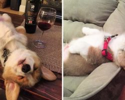 10+ Photos Of Puppies That Passed Out In The Most Hilarious Positions