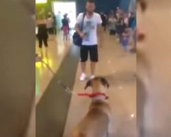 His Dog Stops And Stares At The Person He Hasn’t Seen For 3 Years