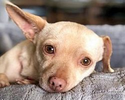 Stray Who Slept By The Freeway Trembled With Angst Whenever Anyone Came Near