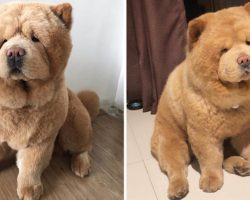 This Cuddly, Fluffy Chow Chow Looks Just Like A Plush Toy