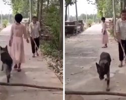 Thoughtful Dog Thinks To Move Fallen Tree Limb For Oncoming Blind Man