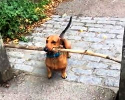 Tiny Dog Racks His Brains After His Huge “Stick” Gets Stuck Between 2 Poles