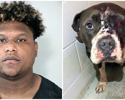 Man Put Senior Dog In Cage, Shot Him Twice In The Face & Left Him There To Suffer