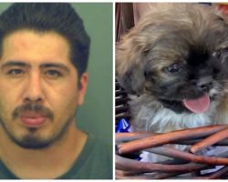 Dog Groomer Arrested For Violent Death Of 16-Week-Old Pup In His Care