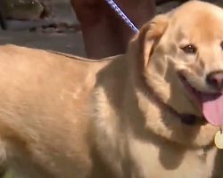 Golden Retriever Ran Away From Home & Showed Up At Her Old House 60 Miles Away