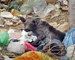 When He Grew Sick, His Family Dumped Him On The Streets To Live Amongst Garbage