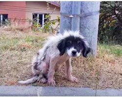 Locked-Out For Being A Nuisance, He Weakened & Lost Fur As He Shivered In Cold