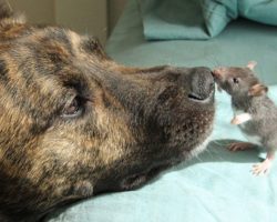 Depressed Rescue Dog Forms Unlikely Friendship With A Rat, Now Completely Inseparable