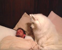 Dog Needs A Walk And Dad’s Still Asleep. Dog Wakes Him Up In Hilarious Fashion