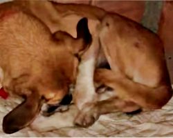 Overbred Deaf Dog Hid Face After She’s Kicked Out, Curls Tight For Warmth