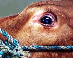 Tears Flow From Cow’s Eyes When She Realizes She’s Being Sent To Slaughterhouse