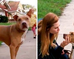 Family Find Their Stolen Dog 3 Years Later But The Dog Already Had A New Family