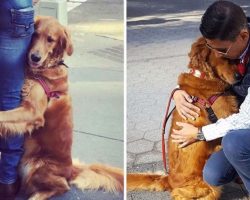Friendly Golden Retriever Spreads Love By Giving Out Hugs To Everyone She Sees On The Street