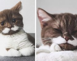 Meet Gringo, The Cat With The White Mustache