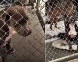 Unwanted Pit Bull Saved Litter Of Puppies From Dump & Still Rots In Shelter
