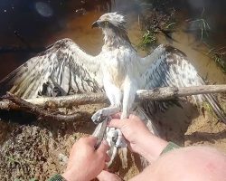 Hawk Tangled In Fishing Net Gave Up Hope But A Kind Man Couldn’t See Him Suffer