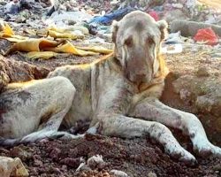 Sick Dog Tossed In Landfill For Being “Useless”, Buried In Trash & Waits To Die