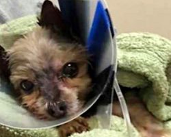 Yorkie Had To Be Euthanized After Groomer Crushed Her Ribs During Grooming Appt