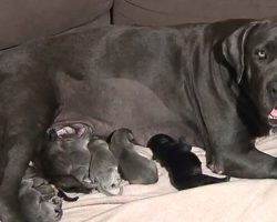 Shadow The Mastiff Went Into Labor And Gave Birth To A Record-Setting Litter