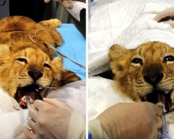 Circus Starves Lion Cub To Keep Him “Stunted & Cute”, Then Set Out To Kill Him