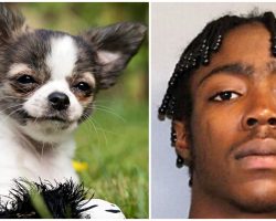 Teen Stomped His Family’s Chihuahua To Death, Then Dumped Her Body At The Shore