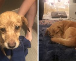 Man Wakes Up To Find An Unfamiliar Dog Needing Help In His Living Room, Ends Up Adopting Her