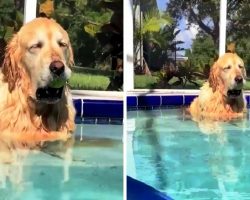Exhausted Senior Dog Falls Asleep In The Pool With The Ball Still In Her Mouth