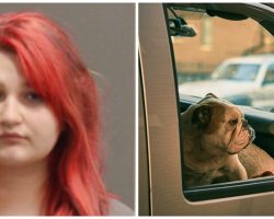 Dog Dies Inside Hot Car After Teenager Rolls Windows Up, Locks It & Walks Away