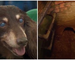 15-Year-Old Blind & Deaf Dog Fell Into Sewer, Cops Get Down & Dirty To Save Her