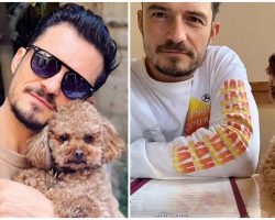 Orlando Bloom Is Broken Over Disappearance Of His Beloved Dog, Offering Reward