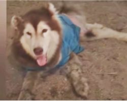 Husky With Mangled Legs Smiles & Wags So They Don’t Walk Passed Him Again