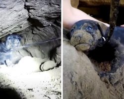 8 Tiny Puppies Scream From Inside Narrow Hole, 9th Puppy Falls Deeper Into Hole