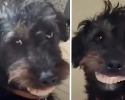 Mom’s Puppy Steals Her Dentures And Parades Around The House