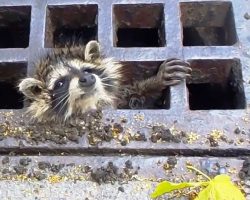 Raccoon Gets Head Stuck In Sewer Grate, Officers Panic As Heavy Rains Pour In