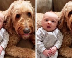 Mom Asks Dog If He Loves His Baby Brother & The Dog Passionately “Replies” Back