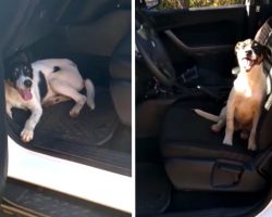 Cops Return To Patrol Car To See An Abandoned Dog Waiting Inside For Assistance