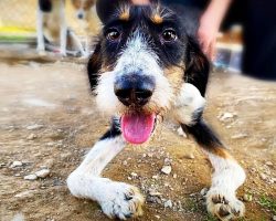 Stuck In A Shelter, He Dragged Himself Across Gravel With His Twisted Legs