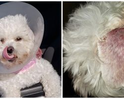 Woman Suing PetSmart, Says Groomer Almost Killed Her Emotional Support Dog