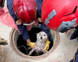 Pup Who Went Missing From Home A Month Ago Is Found In 18-Ft Deep Drainpipe