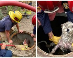 Petrified Pooch Lives 3 Days In A Storm Drain As Firefighters Rush To Get Her Out
