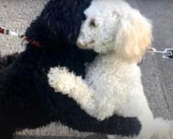 Strangers’ Dogs Take To Each Other For A Sibling Hug While Out Walking