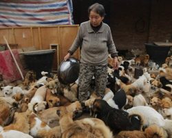 These Elderly Chinese Women Have Been Waking Up Every Day At 4AM To Feed 1,300 Stray Dogs