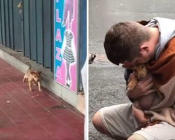 Tiny Stray Puppy Wagged Her Tail Every Time Someone Passed Her Hoping To Be Adopted