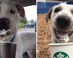 This Shelter Takes Dogs Out For ‘Puppuccinos’ To Find Them Furever Homes