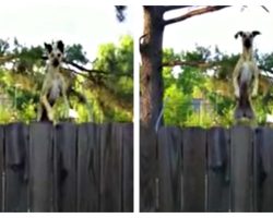 Neighbors Heard Noises On A Trampoline So They Quickly Recorded It On Camera