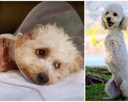 Abandoned With A Broken Back, Legs & Pelvis, She Learned To Walk On 2 Legs