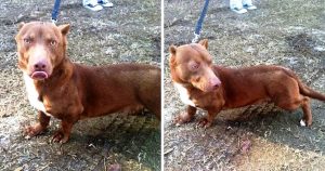 Weird “Pit Bull-Dachshund” Puppy Wanders Into Man’s Backyard & Begs For
